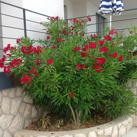 Oleandri Barbat na Rabu